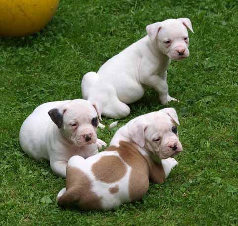 American bulldog pup